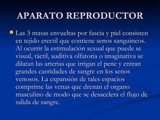 APARATO REPRODUCTOR Las 3 masas envueltas por fascia y piel consisten en tejido erectil que contiene senos sanguineos. Al ocurrir la estimulación sexual que puede se visual, táctil, auditiva olfatoria o imaginativa se dilatan las arterias que irrigan el pene y entran grandes cantidades de sangre en los senos venosos. La expansión de tales espacios comprime las venas que drenan el organo masculino de modo que se desacelera el flujo de salida de sangre.  