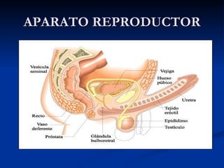 APARATO REPRODUCTOR 