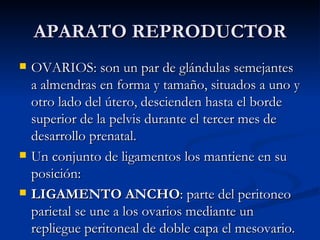 APARATO REPRODUCTOR OVARIOS: son un par de glándulas semejantes a almendras en forma y tamaño, situados a uno y otro lado del útero, descienden hasta el borde superior de la pelvis durante el tercer mes de desarrollo prenatal.  Un conjunto de ligamentos los mantiene en su posición: LIGAMENTO ANCHO : parte del peritoneo parietal se une a los ovarios mediante un repliegue peritoneal de doble capa el mesovario. 