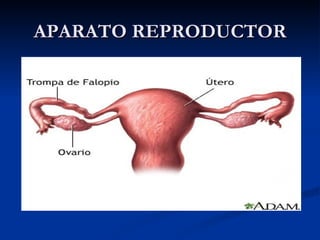APARATO REPRODUCTOR 