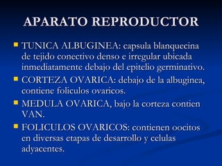 APARATO REPRODUCTOR TUNICA ALBUGINEA: capsula blanquecina de tejido conectivo denso e irregular ubicada inmediatamente debajo del epitelio germinativo. CORTEZA OVARICA: debajo de la albuginea, contiene foliculos ovaricos. MEDULA OVARICA, bajo la corteza contien VAN. FOLICULOS OVARICOS: contienen oocitos en diversas etapas de desarrollo y celulas adyacentes. 