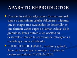 APARATO REPRODUCTOR Cuando las celulas adyacentes forman una sola capa se denominan celulas foliculares mientras que en etapas mas avanzadas de desarrollo, en que forman varias capas se llaman celulas de la granulosa. Estas nutren a los oocitos en desarrollo e inician la secrecion de estrogenos a medida que crece el foliculo. FOLICULO DE GRAFF, maduro y grande, lleno de liquido que se rompe y expulsa un oocito secundario: OVULACION. 