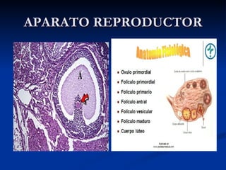 APARATO REPRODUCTOR 