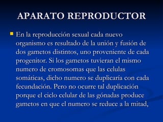 APARATO REPRODUCTOR En la reproducción sexual cada nuevo organismo es resultado de la unión y fusión de dos gametos distintos, uno proveniente de cada progenitor. Si los gametos tuvieran el mismo numero de cromosomas que las celulas somáticas, dicho numero se duplicaría con cada fecundación. Pero no ocurre tal duplicación porque el ciclo celular de las gónadas produce gametos en que el numero se reduce a la mitad,  