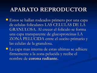 APARATO REPRODUCTOR Estos se hallan rodeados primero por una capa de celulas foliculares LAS CELULAS DE LA GRANULOSA. Al crecer el foliculo se forma una capa transparente de glucoproteinas LA ZONA PELUCIDA entre el oocito primario y las celulas de la granulosa. La capa mas interna de estas ultimas se adhiere firmemente a la zona pelucida y recibe el nombre de  corona radiante. 