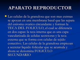 APARATO REPRODUCTOR Las celulas de la granulosa que son mas extrnas se apoyan en una membrana basal que las separa del estroma ovarico circundante y forman la TECA DEL FOLICULO, el cual se diferencia en dos capas: la teca interna que es una capa vascularizada de celulas secretoras y la teca externa que se forma con celulas de tejido conectivo. Las celulas de la granulosa empiezan a secretar liquido folicular que se acumula y ahora se denomina FOLICULO SECUNDARIO 