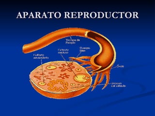 APARATO REPRODUCTOR 