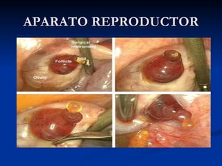 APARATO REPRODUCTOR 