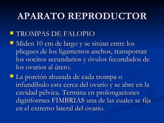 APARATO REPRODUCTOR TROMPAS DE FALOPIO Miden 10 cm de largo y se sitúan entre los pliegues de los ligamentos anchos, transportan los oocitos secundarios y óvulos fecundados de los ovarios al útero. La porción ahusada de cada trompa o infundibulo esta cerca del ovario y se abre en la cavidad pélvica. Termina en prolongaciones digitiformes FIMBRIAS una de las cuales se fija en el extremo lateral del ovario. 