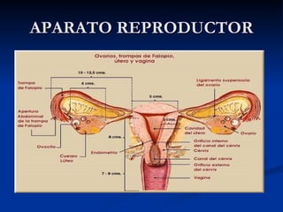 APARATO REPRODUCTOR 