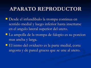 APARATO REPRODUCTOR Desde el infundibulo la trompa continua en sentido medial y luego inferior hasta insertarse en el angulo lateral superior del utero. La ampolla de la trompa de falopio es su porcion mas ancha y larga. El istmo del oviducto es la parte medial, corta angosta y de pared gruesa que se une al utero. 