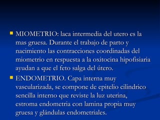 MIOMETRIO: laca intermedia del utero es la mas gruesa. Durante el trabajo de parto y nacimiento las contracciones coordinadas del miometrio en respuesta a la oxitocina hipofisiaria ayudan a que el feto salga del útero. ENDOMETRIO. Capa interna muy vascularizada, se compone de epitelio cilindrico sencilla interno que reviste la luz uterina, estroma endometria con lamina propia muy gruesa y glándulas endometriales. 