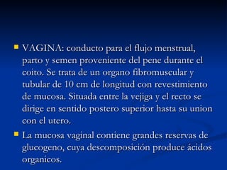 VAGINA: conducto para el flujo menstrual, parto y semen proveniente del pene durante el coito. Se trata de un organo fibromuscular y tubular de 10 cm de longitud con revestimiento de mucosa. Situada entre la vejiga y el recto se dirige en sentido postero superior hasta su union con el utero. La mucosa vaginal contiene grandes reservas de glucogeno, cuya descomposición produce ácidos organicos. 
