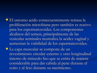 El entorno acido consecuentemente retrasa la proliferación microbiana pero tambièn es nocivo para los espermatozoides. Los componentes alcalinos del semen, principalmente de las vesículas seminales neutraliza la acidez vaginal y aumentan la viabilidad de los espermatozoides. La capa muscular se compone de un revestimiento circular externo y otro longitudinal interno de músculo liso que se estira de manera considerable para dar cabida al pene durante el coito y al feto durante su nacimiento. 