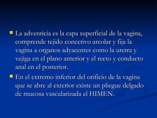 La adventicia es la capa superficial de la vagina, comprende tejido conectivo areolar y fija la vagina a organos adyacentes como la uretra y vejiga en el plano anterior y el recto y conducto anal en el posterior. En el extremo inferior del orificio de la vagina que se abre al exterior existe un pliegue delgado de mucosa vascularizada el HIMEN. 