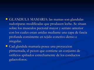 GLANDULA MAMARIA: las mamas son glandulas sudoriparas modificadas que producen leche. Se situan sobre los musculos pectoral mayor y serrato anterior con los cuales estan unidas mediante una capa de fascia profunda consistente en tejido conetivo denso e irregular. Cad glandula mamaria posee una proyeccion pirmentada, el pezon que contiene un conjunto de orificios apiñados estrechamente de los conductos galactoforos. 