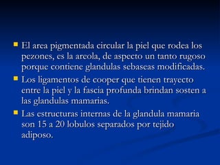 El area pigmentada circular la piel que rodea los pezones, es la areola, de aspecto un tanto rugoso porque contiene glandulas sebaseas modificadas. Los ligamentos de cooper que tienen trayecto entre la piel y la fascia profunda brindan sosten a las glandulas mamarias. Las estructuras internas de la glandula mamaria son 15 a 20 lobulos separados por tejido adiposo.  