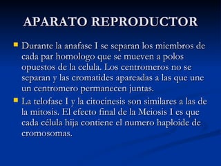 APARATO REPRODUCTOR ,[object Object],[object Object]
