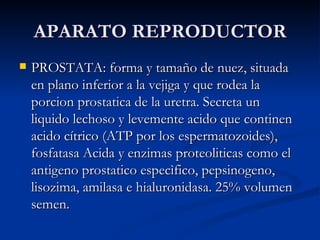 APARATO REPRODUCTOR ,[object Object]