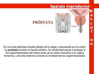 PRÓSTATA Es una sola glándula situada debajo de la vejiga y atravesada por la uretra. La  próstata  secreta un líquido alcalino. Su alcalinidad ayuda a proteger a los espermatozoides del medio ácido de la uretra masculina y la vagina femenina, y de esta manera aumenta la motilidad de los espermatozoides. M n s c u l i o a Aparato reproductor 