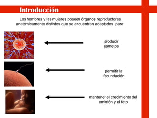 Los hombres y las mujeres poseen órganos reproductores anatómicamente distintos que se encuentran adaptados  para: mantener el crecimiento del embrión y el feto producir gametos permitir la fecundación Introducción 