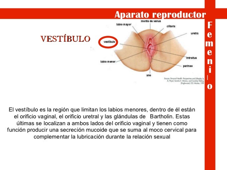 vestibulo feminino aparato reproductor masculino y femenino vestibulo feminino aparato reproductor masculino y femenino