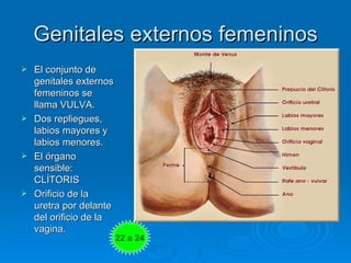 Genitales externos femeninos
 El conjunto de
  genitales externos
  femeninos se
  llama VULVA.
 Dos repliegues,
  labio...