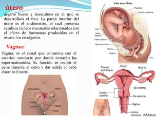 útero
 órgano hueco y musculoso en el que se
 desarrollará el feto. La pared interior del
 útero es el endometrio, el cual presenta
 cambios cíclicos mensuales relacionados con
 el efecto de hormonas producidas en el
 ovario, los estrógenos.

  Vagina:
Vagina: es el canal que comunica con el
exterior, conducto por donde entrarán los
espermatozoides. Su función es recibir el
pene durante el coito y dar salida al bebé
durante el parto.
 