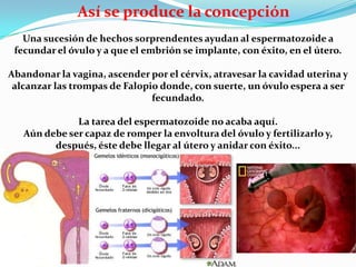 Así se produce la concepción
   Una sucesión de hechos sorprendentes ayudan al espermatozoide a
 fecundar el óvulo y a que el embrión se implante, con éxito, en el útero.

Abandonar la vagina, ascender por el cérvix, atravesar la cavidad uterina y
 alcanzar las trompas de Falopio donde, con suerte, un óvulo espera a ser
                               fecundado.

              La tarea del espermatozoide no acaba aquí.
   Aún debe ser capaz de romper la envoltura del óvulo y fertilizarlo y,
         después, éste debe llegar al útero y anidar con éxito...
 