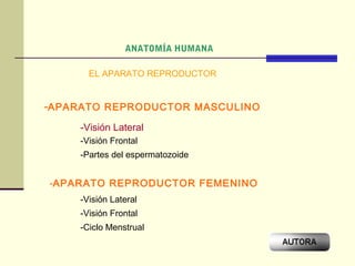 ANATOMÍA HUMANA

       EL APARATO REPRODUCTOR


-APARATO REPRODUCTOR MASCULINO
     -Visión Lateral
     -Visión Frontal
     -Partes del espermatozoide


-APARATO REPRODUCTOR FEMENINO
     -Visión Lateral
     -Visión Frontal
     -Ciclo Menstrual
 