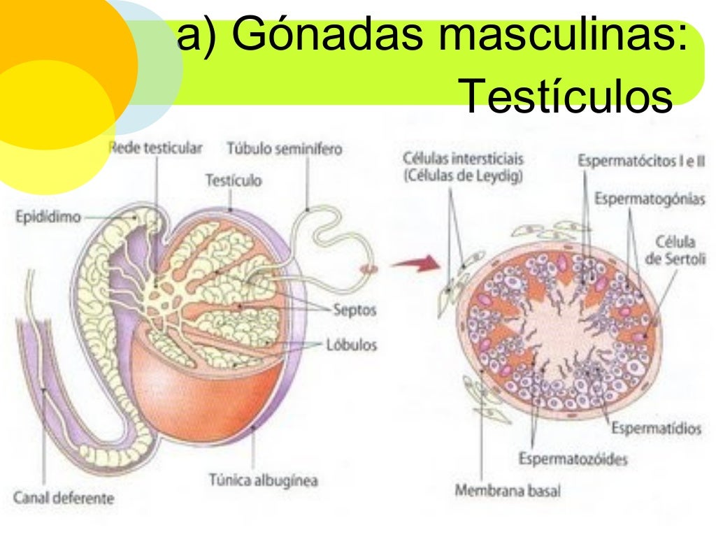 Gônadas Masculinas E Femininas - LIBRAIN