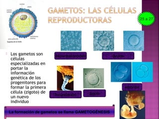  Los gametos son
células
especializadas en
portar la
información
genética de los
progenitores para
formar la primera
célula (zigoto) de
un nuevo
individuo
espermatozoides óvulos
fecundación zigoto
embrión
La formación de gametos se llama GAMETOGÉNESIS
25 a 27
 