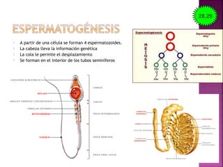  A partir de una célula se forman 4 espermatozoides.
 La cabeza lleva la información genética
 La cola le permite el desplazamiento
 Se forman en el interior de los tubos seminíferos
28,29
 