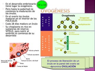  En el desarrollo embrionario
tiene lugar la ovogénesis.
 Pero hasta la pubertad no
comienza la maduración de
los óvulos.
 En el ovario los óvulos
maduran en el interior de los
FOLÍCULOS
 Cada 28 días madura un óvulo
 Su citoplasma es rico en
sustancias de reserva:
VITELO, para nutrir al
embrión al comienzo de su
desarrollo
El proceso de liberación de un
óvulo en la pared del ovario se
denomina OVULACIÓN
El proceso de liberación de un
óvulo en la pared del ovario se
denomina OVULACIÓN
30 a 34
 