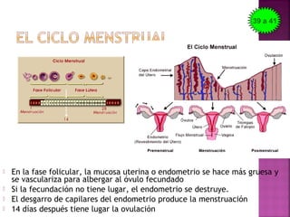  En la fase folicular, la mucosa uterina o endometrio se hace más gruesa y
se vasculariza para albergar al óvulo fecundado
 Si la fecundación no tiene lugar, el endometrio se destruye.
 El desgarro de capilares del endometrio produce la menstruación
 14 días después tiene lugar la ovulación
39 a 41
 