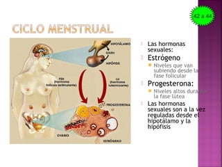  Las hormonas
sexuales:
 Estrógeno
 Niveles que van
subiendo desde la
fase folicular
 Progesterona:
 Niveles altos durante
la fase lútea
 Las hormonas
sexuales son a la vez
reguladas desde el
hipotálamo y la
hipófisis
42 a 44
 