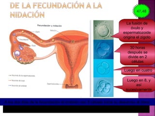 La fusión de
óvulo y
espermatozoide
origina el zigoto
30 horas
después se
divide en 2
células
Luego en cuatro
Luego en 8, y
así
sucesivamente
A los dos días de la fecundación el embrión con 8 células inicia su descenso al útero
Al cabo de una semana el embrión se implanta en la mucosa uterina  NIDACIÓN
47,48
 