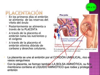  En los primeros días el embrión
se alimenta de las reservas del
vitelo del óvulo
 Posteriormente se alimenta a
través de la PLACENTA
 A través de la placenta el
embrión toma los nutrientes y
el oxígeno
 A través de la placenta el
embrión elimina dióxido de
carbono y desechos celulares.
 La placenta se une al embrión por el CORDÓN UMBILICAL, rico enLa placenta se une al embrión por el CORDÓN UMBILICAL, rico en
vasos sanguíneosvasos sanguíneos
 Con la placenta, se forman también LA BOLSA AMNIÓTICA, su finaCon la placenta, se forman también LA BOLSA AMNIÓTICA, su fina
membrana contiene el LÍQUIDO AMNIÓTICO que rodea y protege almembrana contiene el LÍQUIDO AMNIÓTICO que rodea y protege al
embriónembrión
49 a 52
 
