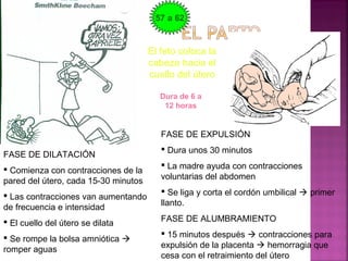 El feto coloca la
cabeza hacia el
cuello del útero
Dura de 6 a
12 horas
FASE DE DILATACIÓN
 Comienza con contracciones de la
pared del útero, cada 15-30 minutos
 Las contracciones van aumentando
de frecuencia e intensidad
 El cuello del útero se dilata
 Se rompe la bolsa amniótica 
romper aguas
FASE DE EXPULSIÓN
 Dura unos 30 minutos
 La madre ayuda con contracciones
voluntarias del abdomen
 Se liga y corta el cordón umbilical  primer
llanto.
FASE DE ALUMBRAMIENTO
 15 minutos después  contracciones para
expulsión de la placenta  hemorragia que
cesa con el retraimiento del útero
57 a 62
 