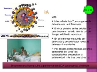 VIH: Virus de inmunodeficiencia humana
VIH:
 Infecta linfocitos T, encargados de
defendernos de infecciones
 El virus penetra en las células T y
permanece en estado latente por un
tiempo indefinido: retrovirus
 En este tiempo no puede ser
detectado y destruido por nuestras
defensas inmunitarias
 Por causas desconocidas, algunos
portadores del virus (los
seropositivos), desarrollan la
enfermedad, mientras que otros no.
El continente africano sufre la pandemia del SIDA con especial virulencia
86 a 90
 
