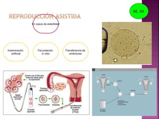 En casos de esterilidad
Inseminación
artificial
Fecundación
in vitro
Transferencia de
embriones
98, 99
 