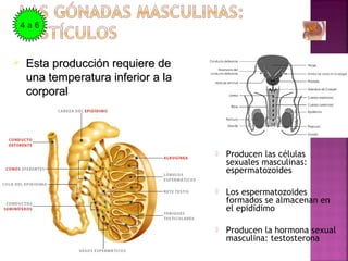  Producen las células
sexuales masculinas:
espermatozoides
 Los espermatozoides
formados se almacenan en
el epidídimo
 Producen la hormona sexual
masculina: testosterona
 Esta producción requiere deEsta producción requiere de
una temperatura inferior a launa temperatura inferior a la
corporalcorporal
4 a 6
 