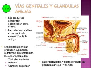  Los conductos
deferentes
desembocan en la
uretra.
 La uretra es también
el conducto de
evacuación de la
vejiga.
 Las glándulas anejasLas glándulas anejas
producen sustanciasproducen sustancias
nutritivas y protectoras denutritivas y protectoras de
los espermatozoideslos espermatozoides

Vesículas seminalesVesículas seminales

PróstataPróstata

Glándulas de cowperGlándulas de cowper
 Espermatozoides y secreciones de lasEspermatozoides y secreciones de las
glándulas anejasglándulas anejas  semensemen
7 a 10
 