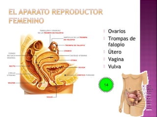  Ovarios
 Trompas de
falopio
 Útero
 Vagina
 Vulva
14
 