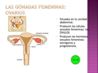  Situados en la cavidad
abdominal.
 Producen las células
sexuales femeninas: los
ÓVULOS
 Producen las hormonas
sexuales femeninas:
estrógenos y
progesterona.
15,16
 