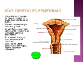  Los oviductos o trompas
de falopio recogen al
óvulo desprendido por el
ovario
 El útero tiene una capa
muscular gruesa.
 En su interior la cavidad
uterina está recubierta de
la mucosa uterina o
endometrio
 Su misión es alojar en
embrión durante el
embarazo
 El cuello del útero
comunica con la vagina:
órgano copulador
femenino.
17 a 21
 