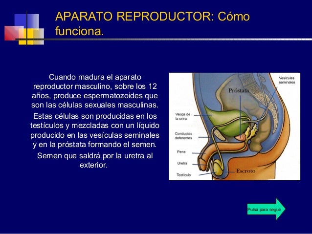 Aparato reproductor