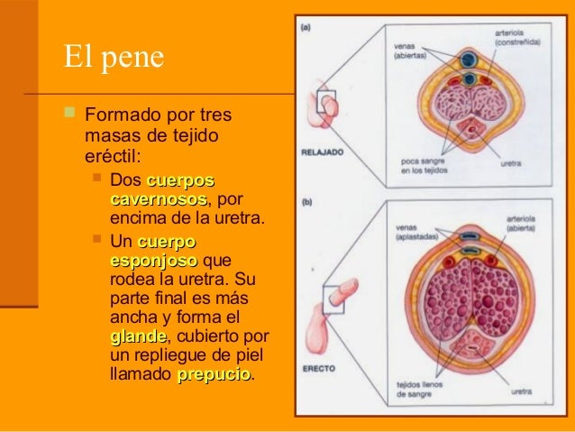 Introduccion Del Pene En La Vagina