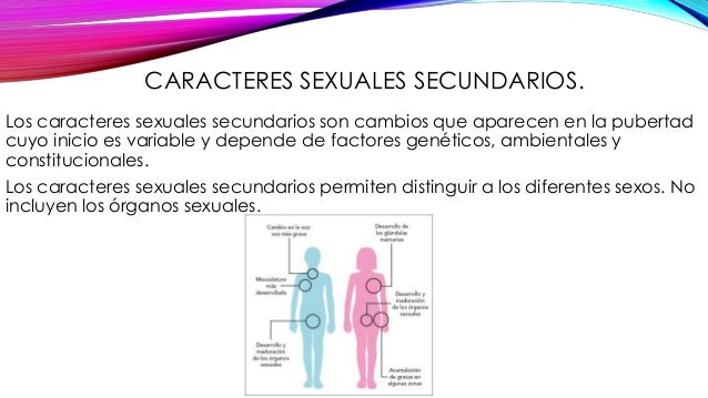 Aparato reproductor
