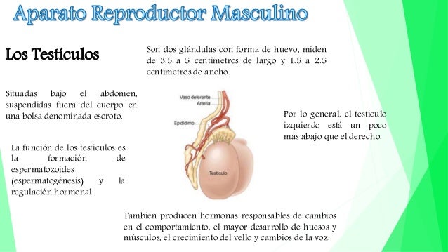 Aparato reproductor